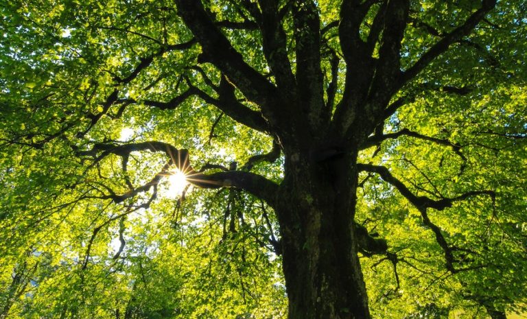 Botanische Führung – Stadtbäume in Schwetzingen