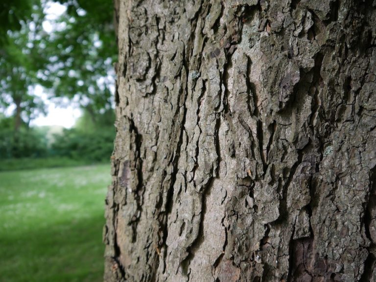 Veranstaltungsreihe „Bäume im Stadtgebiet – Schattenspender, Luftfilter und Lebensraum“