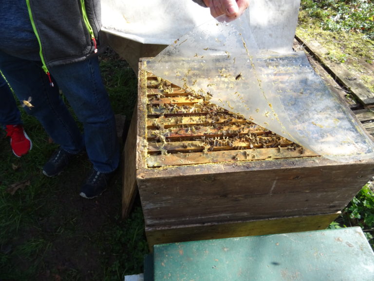 Blüten, Bienen und Bäume – Imker Günther Martin beim Grünen Stadtspaziergang